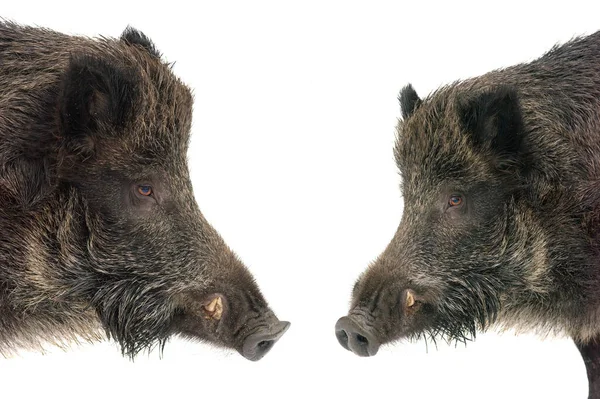 Portraits Two Wild Boars Isolated White Background — Stock Photo, Image