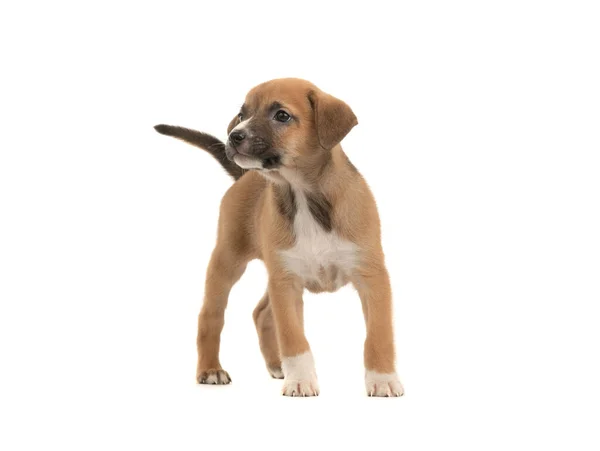 Güzel Kahverengi Köpek Yavrusu Beyaz Arka Planda Izole Edilmiş — Stok fotoğraf