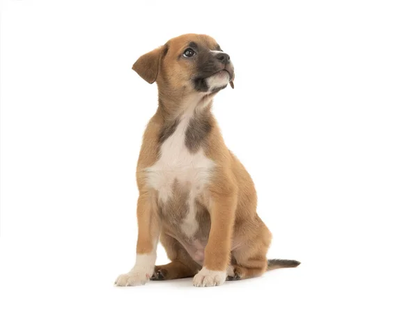 Mooi Bruin Puppy Geïsoleerd Witte Achtergrond — Stockfoto