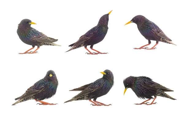 Collage Starlings Isolerad Vit Bakgrund — Stockfoto