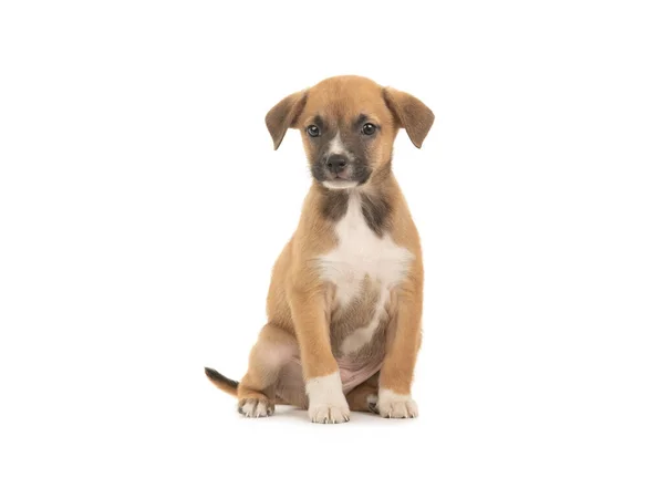 Mooi Bruin Puppy Geïsoleerd Witte Achtergrond — Stockfoto