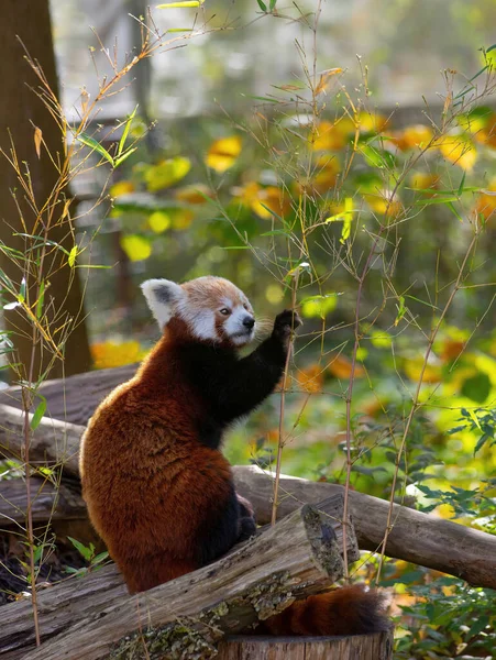 野生のヤナギの小枝を食べる赤いパンダ — ストック写真