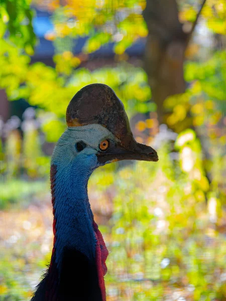 Portret Australische Grote Bosvogel Zuidelijke Cassowarie Casuarius Casuarius Ook Bekend — Stockfoto