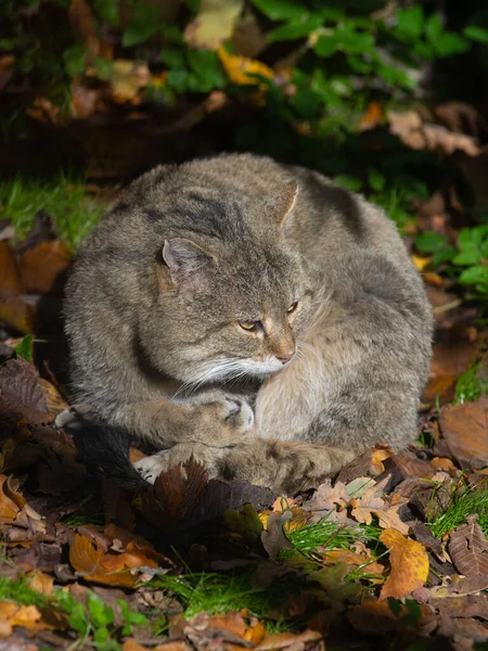 Wild Forest Cat Felis Silvetris Silvestris Sitting Sun — Stock Photo, Image
