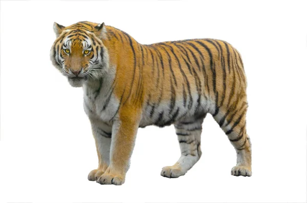 Tigris Elszigetelt Fehér Háttér — Stock Fotó