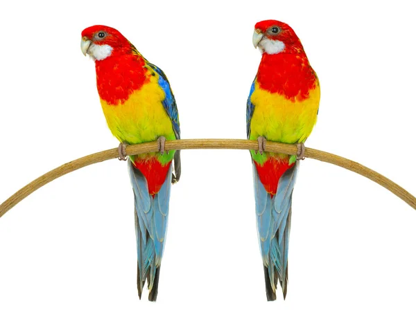 Två Rosella Papegoja Isolerad Vit Bakgrund — Stockfoto
