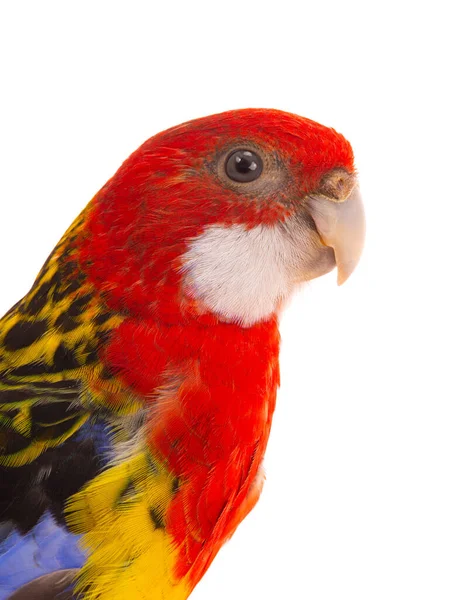 Porträt Papagei Rosella Isoliert Auf Weißem Hintergrund — Stockfoto
