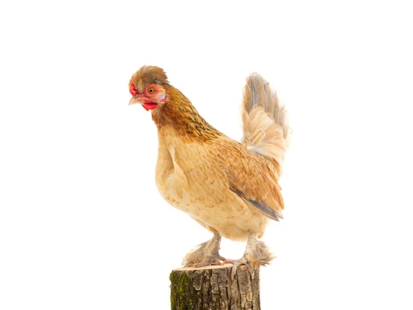 Huhn Steht Auf Einem Baumstumpf Isoliert Auf Weißem Hintergrund — Stockfoto