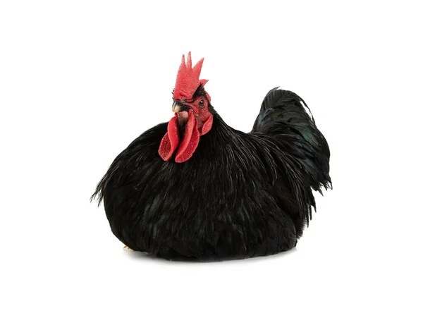 Black Rooster Sits White Background — Stock Photo, Image