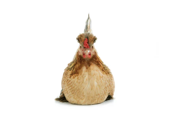 Sitting Chicken Isolated White Background — Stock Photo, Image