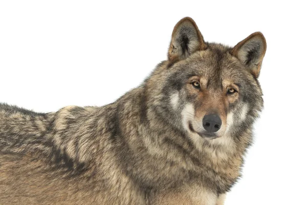 Porträt Wolf Isoliert Auf Weißem Hintergrund — Stockfoto