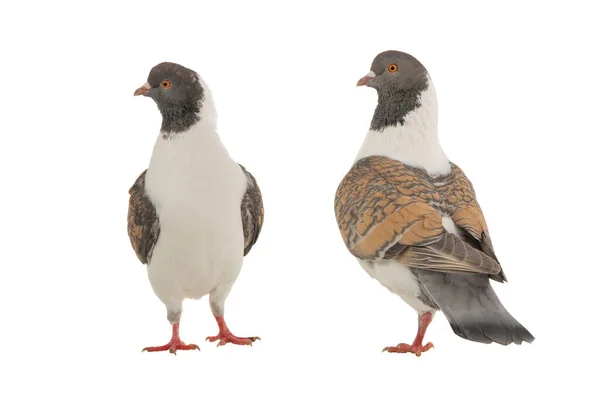 Deux Pigeons Modena Allemands Isolés Sur Fond Blanc — Photo