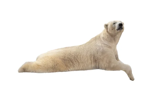 Polar Bear Lies Isolated White Background — Stock Photo, Image