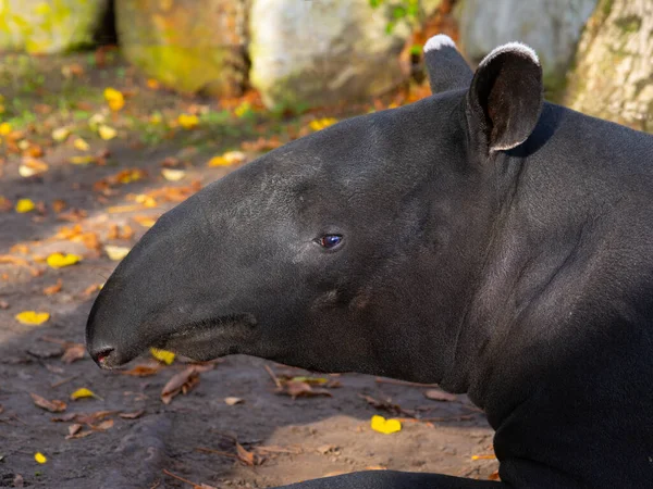 Vahşi Doğada Bir Tapir Malayanın Portresi — Stok fotoğraf