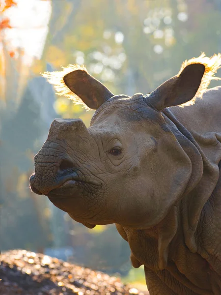 Portrait Rhinocéros Milieu Naturel Avec Corne Coupée — Photo