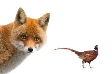 Sülün ve tilki beyaz arkaplanda izole edilmiş.