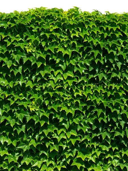 Green Ivy Isolated White Background — Stock Photo, Image