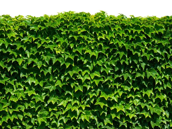 Zelená Ivy Izolovaných Bílém Pozadí — Stock fotografie