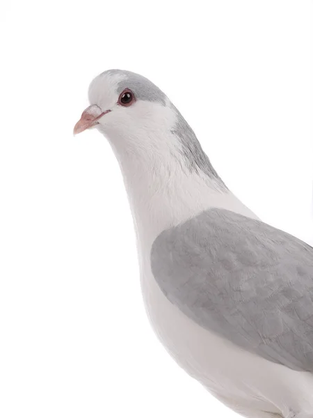 Dove Isolated White Background — Stock Photo, Image