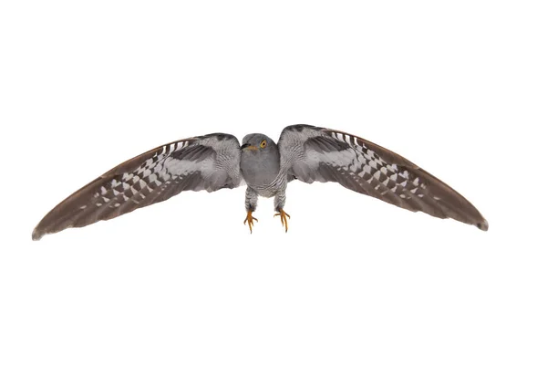 白い背景に隔離された広がりのある翼を持つカッコウ — ストック写真