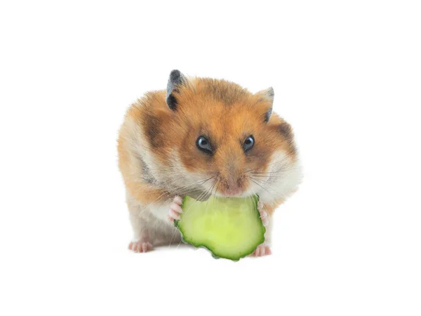 Syrische Hamster Eet Komkommer Geïsoleerd Witte Achtergrond — Stockfoto