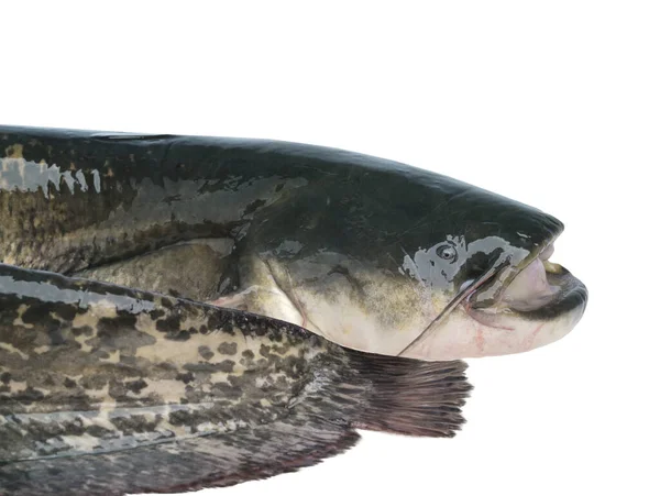 Yayın Balığı Beyaz Arkaplanda Izole — Stok fotoğraf