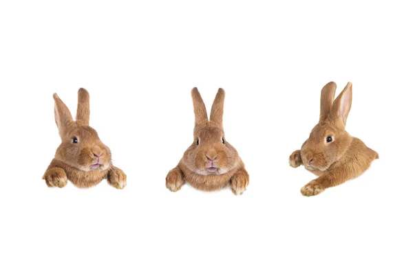 Пасхальные Кролики Вашего Дизайна Изолированы Белом Фоне — стоковое фото