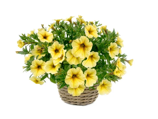 Hermoso Ramo Petunias Amarillas Aisladas Sobre Fondo Blanco — Foto de Stock