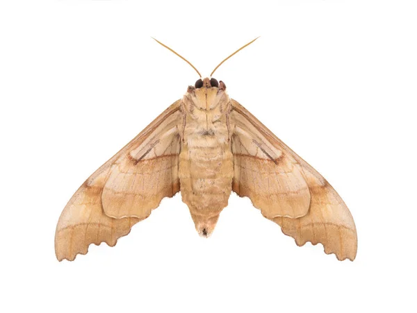 白い背景に孤立した蝶の蛾 — ストック写真