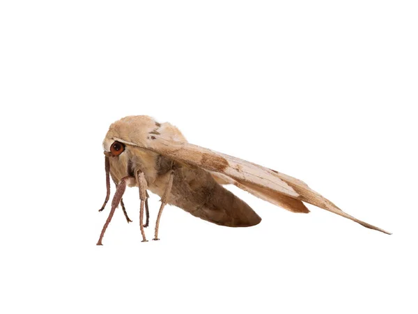 白い背景に孤立した蝶の蛾 — ストック写真