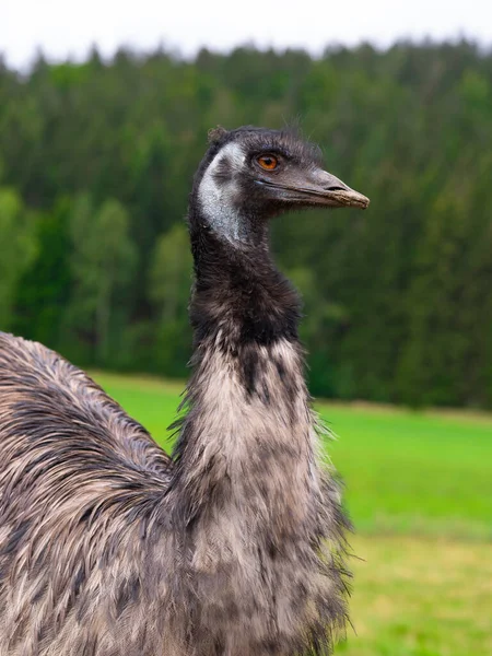 Emu Pštrosí Portrét Pozadí Lesa — Stock fotografie