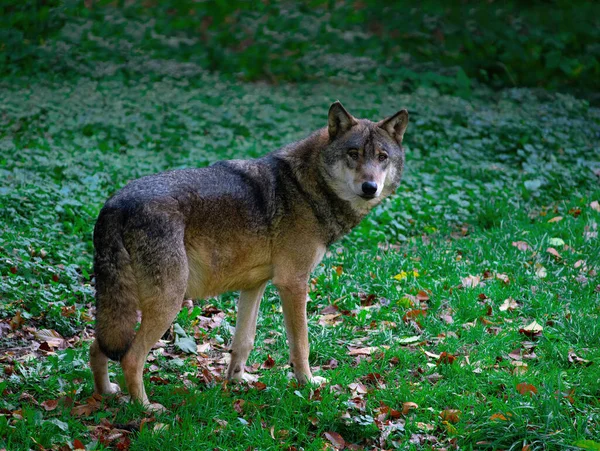 Γκρίζος Λύκος Στο Δάσος Άκου — Φωτογραφία Αρχείου