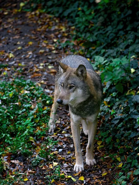 Серый Волк Лесу Слушает — стоковое фото