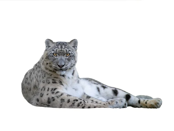 Snow Leopard Elszigetelt Fehér Background — Stock Fotó