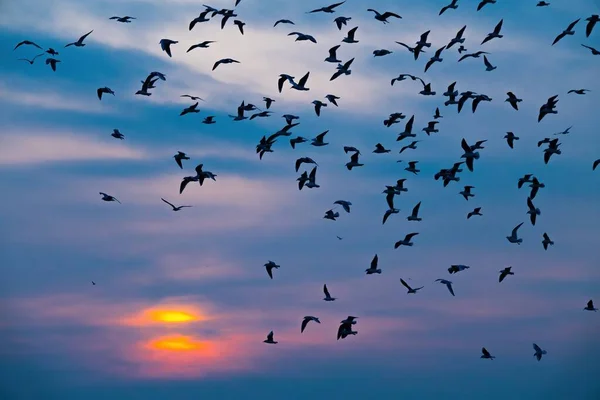 Vliegende Zwerm Meeuwen Tegen Achtergrond Van Ondergaande Zon — Stockfoto