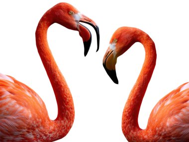 Beyaz arkaplanda izole edilmiş iki Flamingo portresi