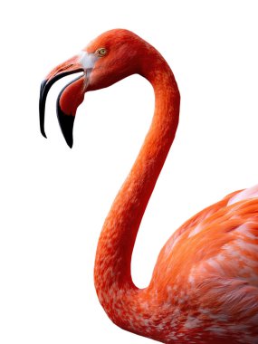 Flamingo portresi beyaz arkaplanda izole edildi