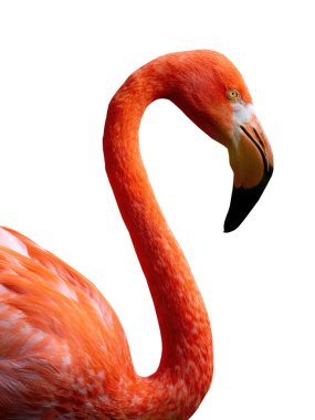 Flamingo portresi beyaz arkaplanda izole edildi