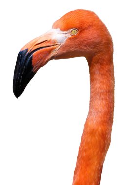Flamingo portresi beyaz arkaplanda izole edildi