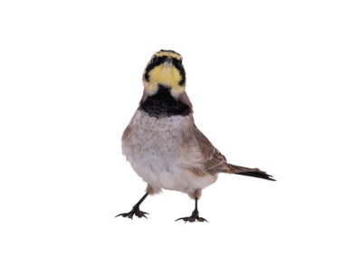 Boynuzlu Lark beyaz arkaplanda izole edildi