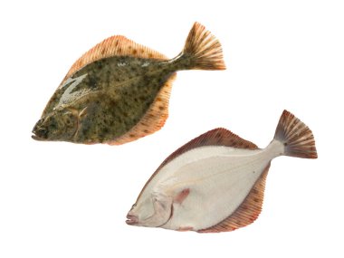 Baltic sea flounder isolated on white background clipart