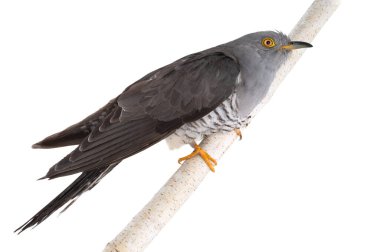 cuckoo sitting on tree branch isolated on white background clipart