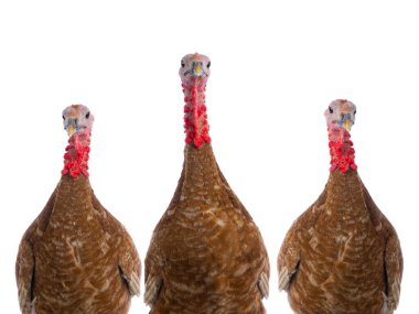 Beyaz arka planda izole edilmiş kahverengi hindi portreleri