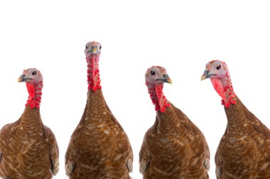 Beyaz arka planda izole edilmiş kahverengi hindi portreleri