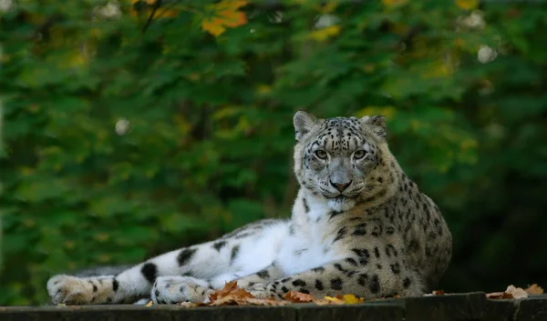 Leopardo Neve Fundo Verde Natureza Selvagem — Fotografia de Stock