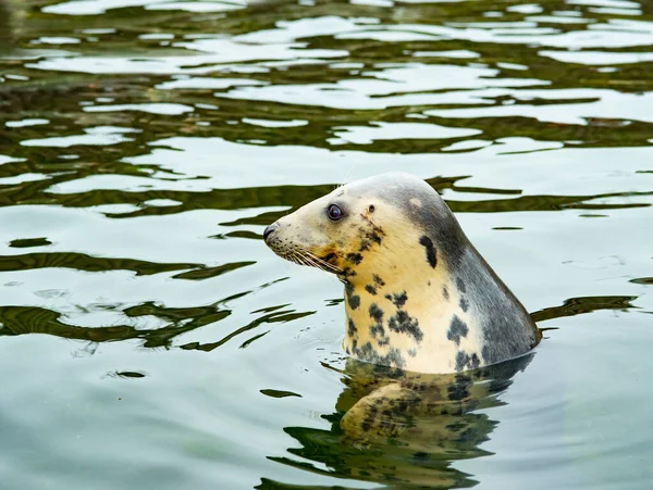 Beautiful Fur Seal Emerged Water Looks Side — Stock Photo, Image