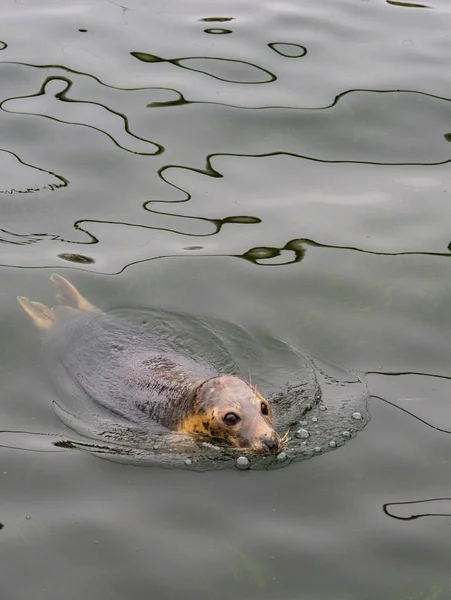 Fur Seal Swims Water Sea — Stock Photo, Image