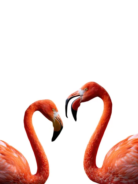 Due Flamingo Ritratto Isolato Sfondo Bianco — Foto Stock