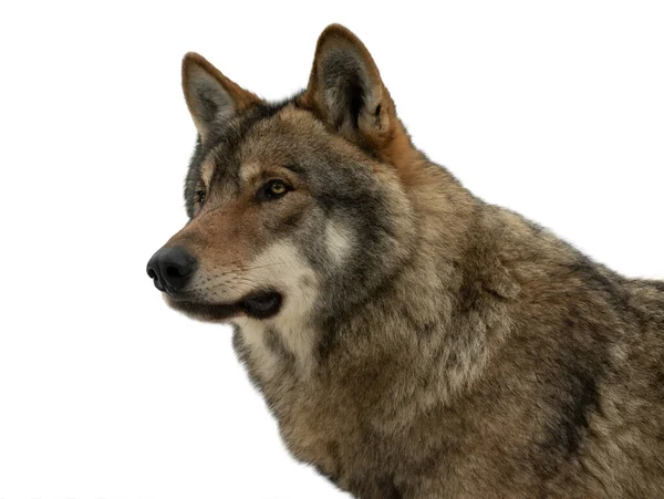 白地に隔離された灰色のオオカミの肖像 — ストック写真