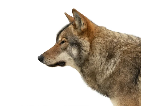 白色背景下孤立的灰狼肖像 — 图库照片